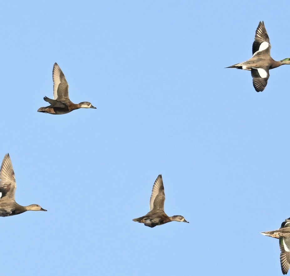 Moretta dal collare - ML644324857