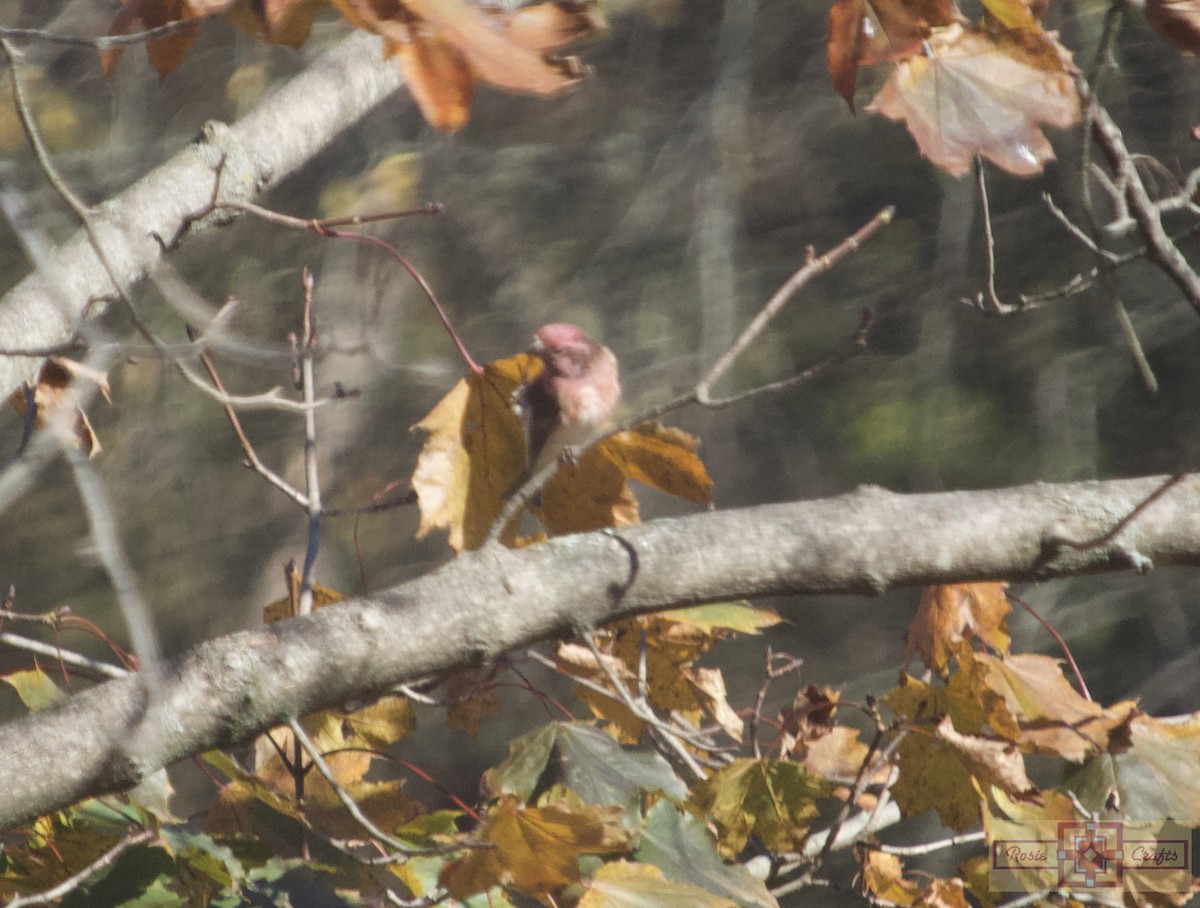 ムラサキマシコ - ML644324858