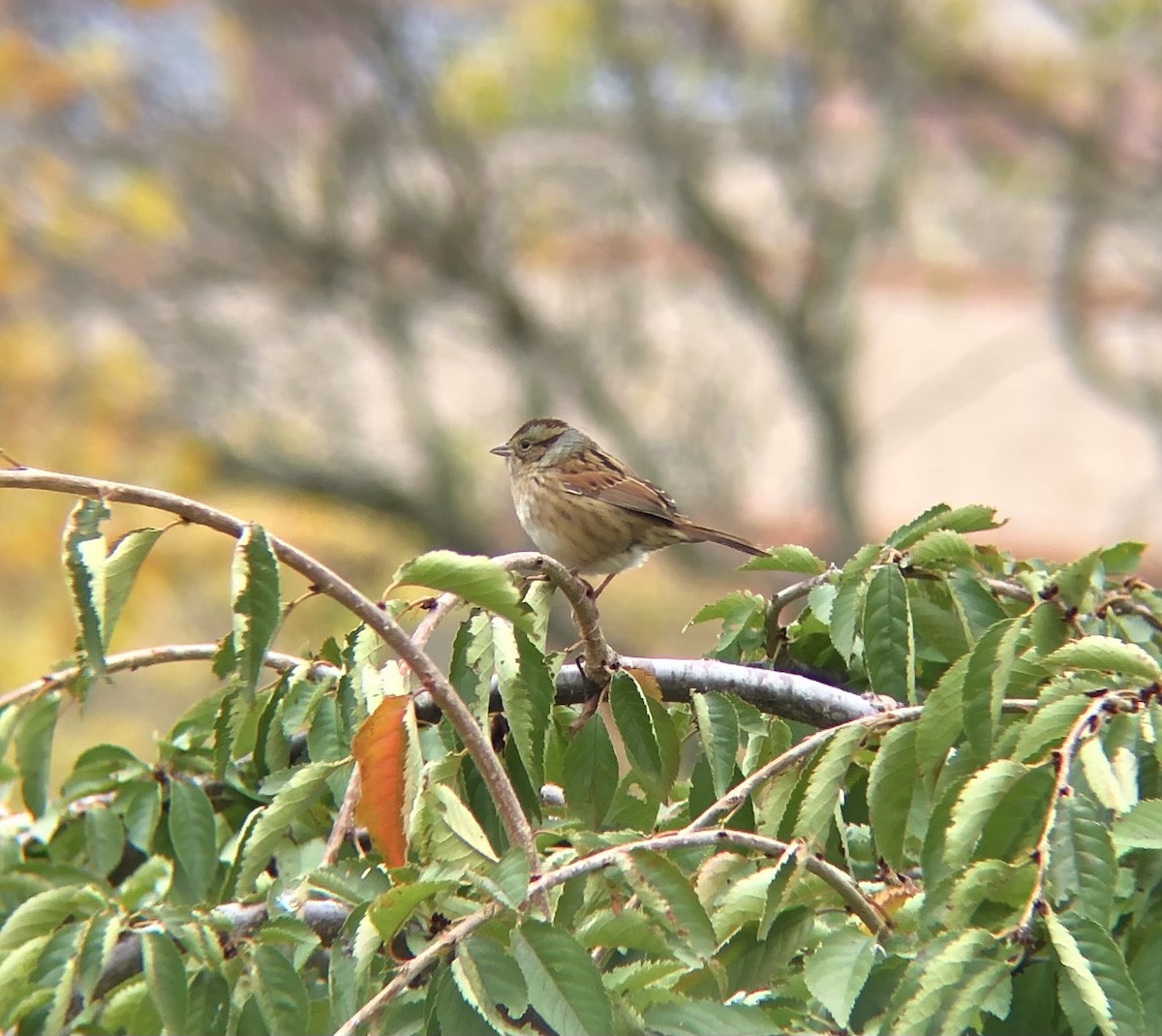 Swamp Sparrow - ML644324859