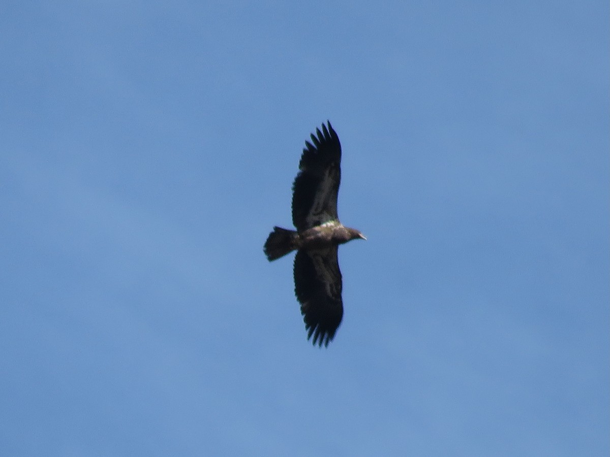 Ak Başlı Kartal - ML644324861