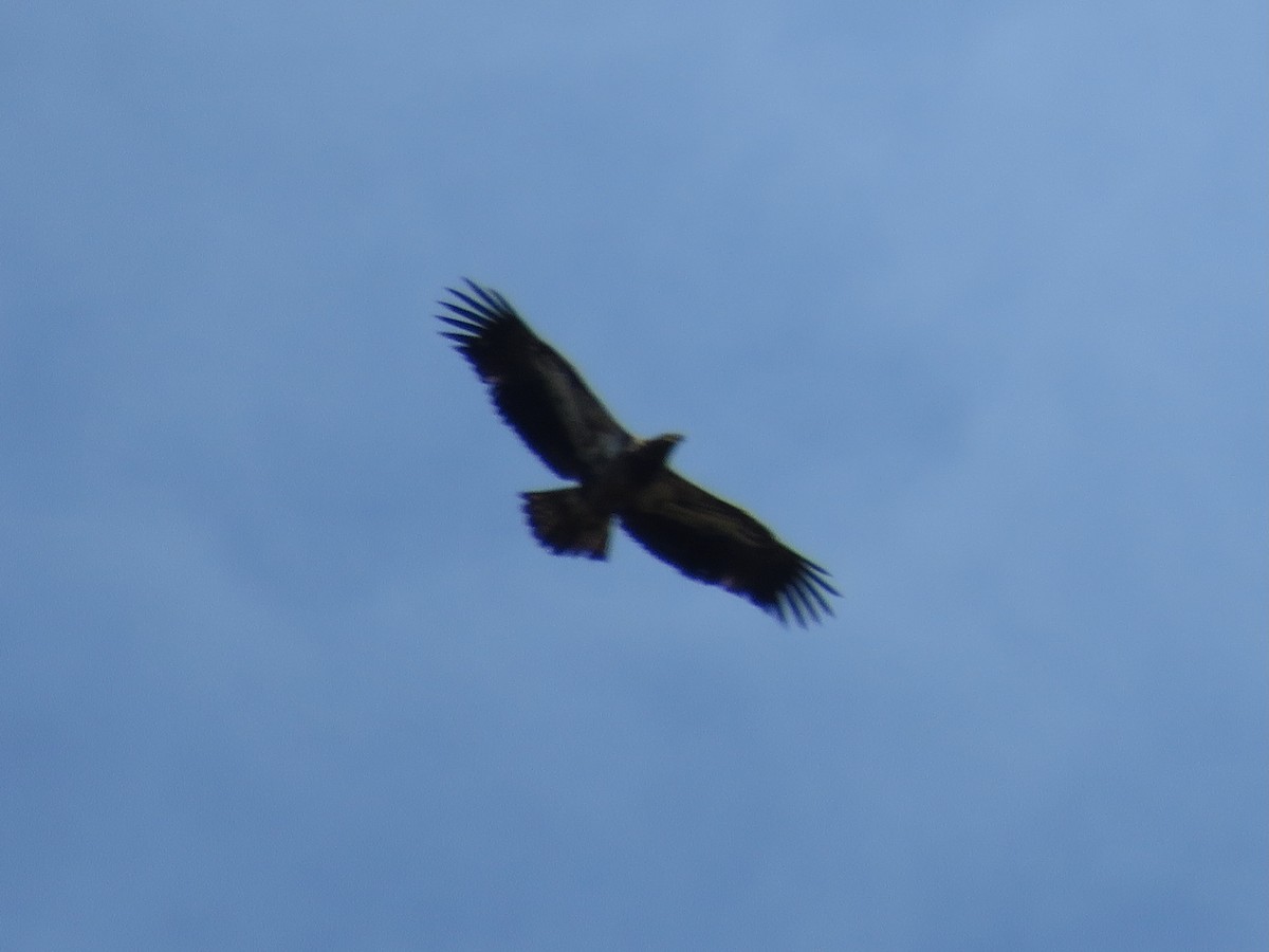 Ak Başlı Kartal - ML644324862