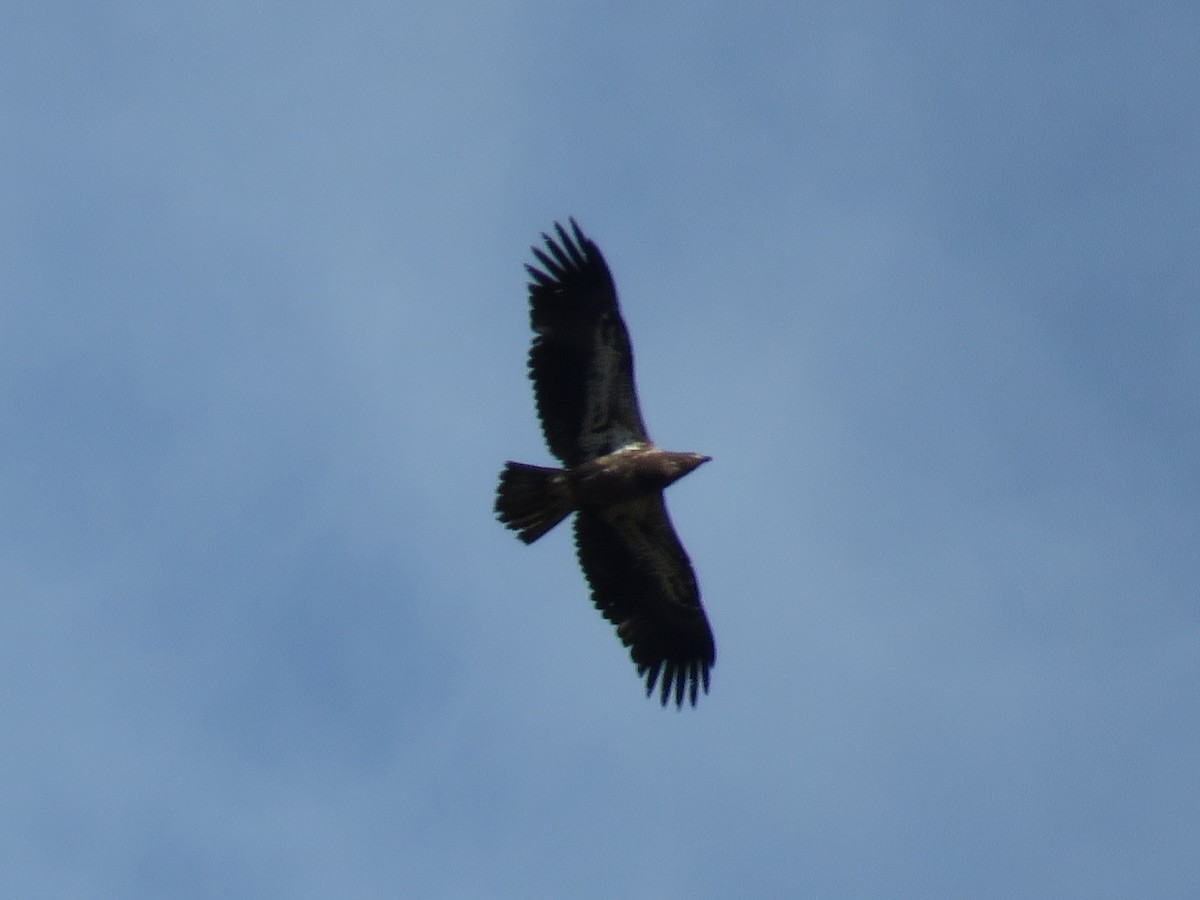 Ak Başlı Kartal - ML644324863