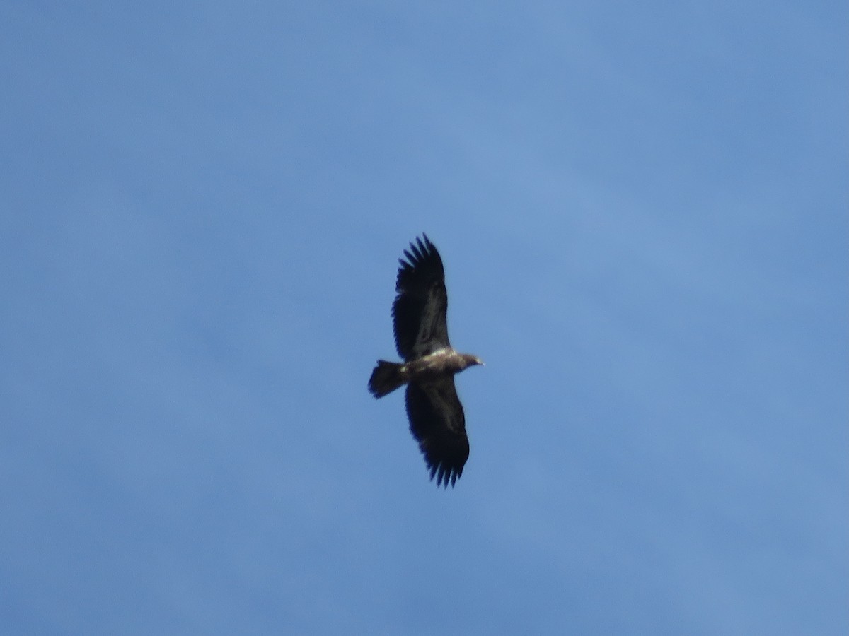 Ak Başlı Kartal - ML644324864