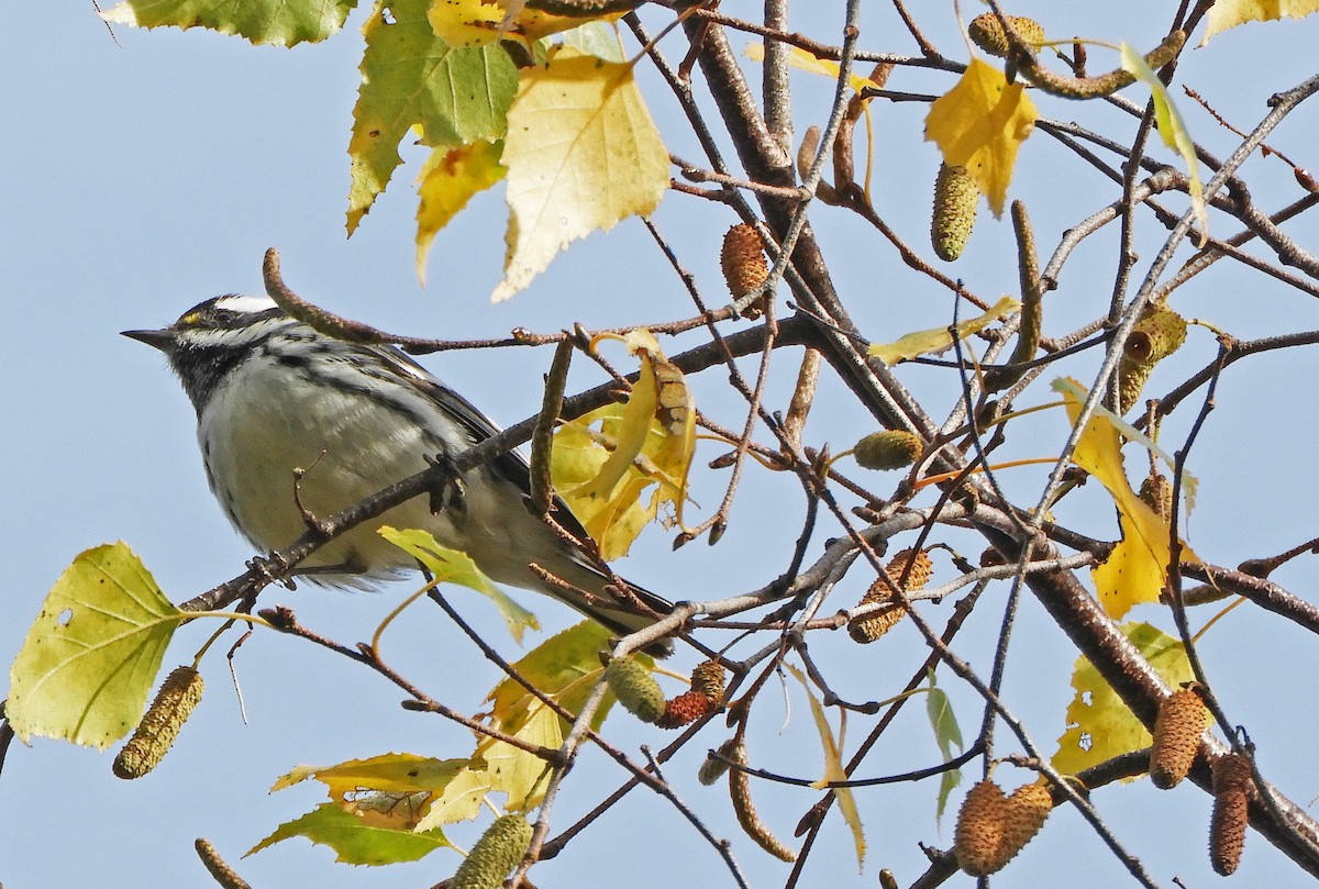 Black-throated Gray Warbler - ML644324868