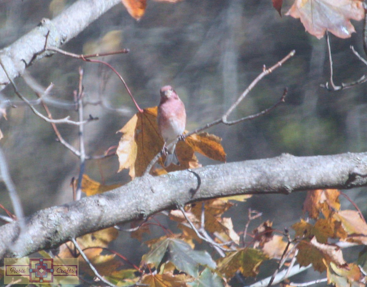 ムラサキマシコ - ML644324869