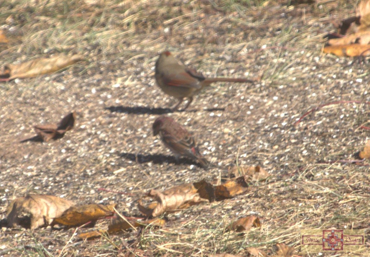 ムラサキマシコ - ML644324875