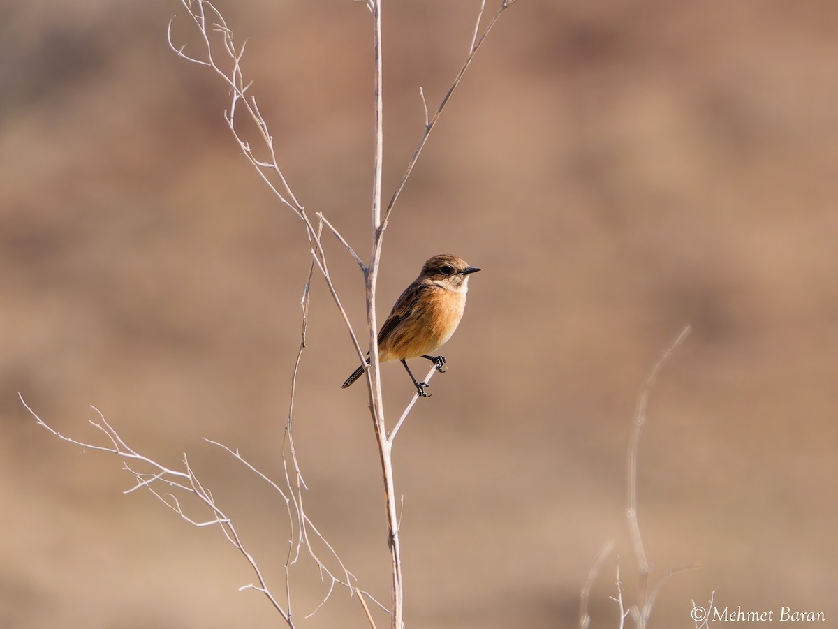 European Stonechat - ML644324876