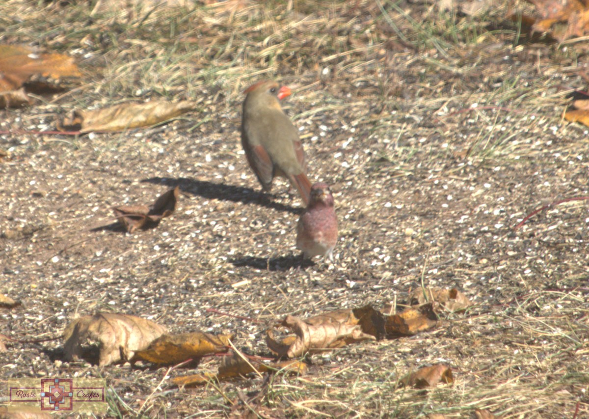 ムラサキマシコ - ML644324878