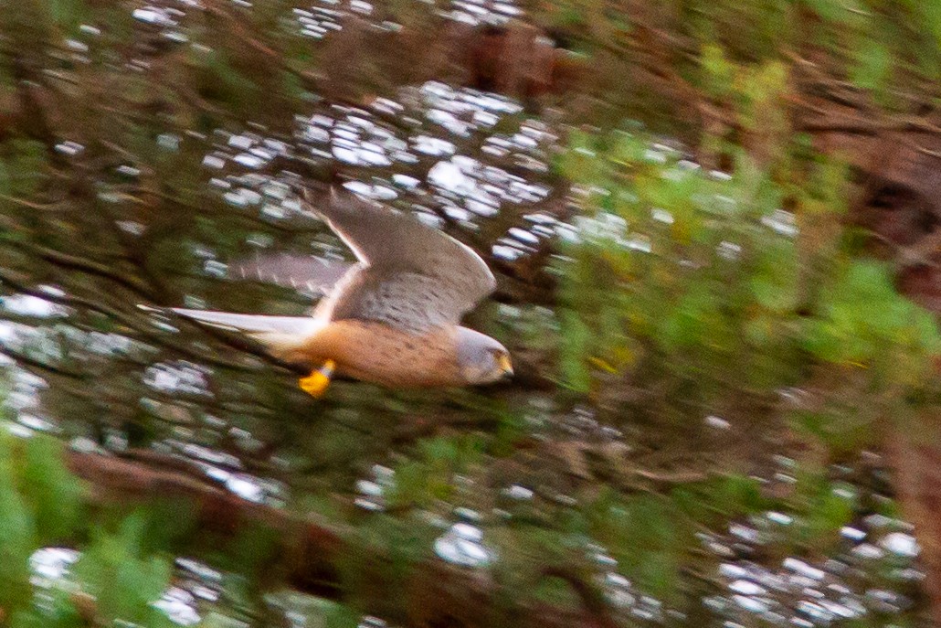 紅隼 - ML644324882