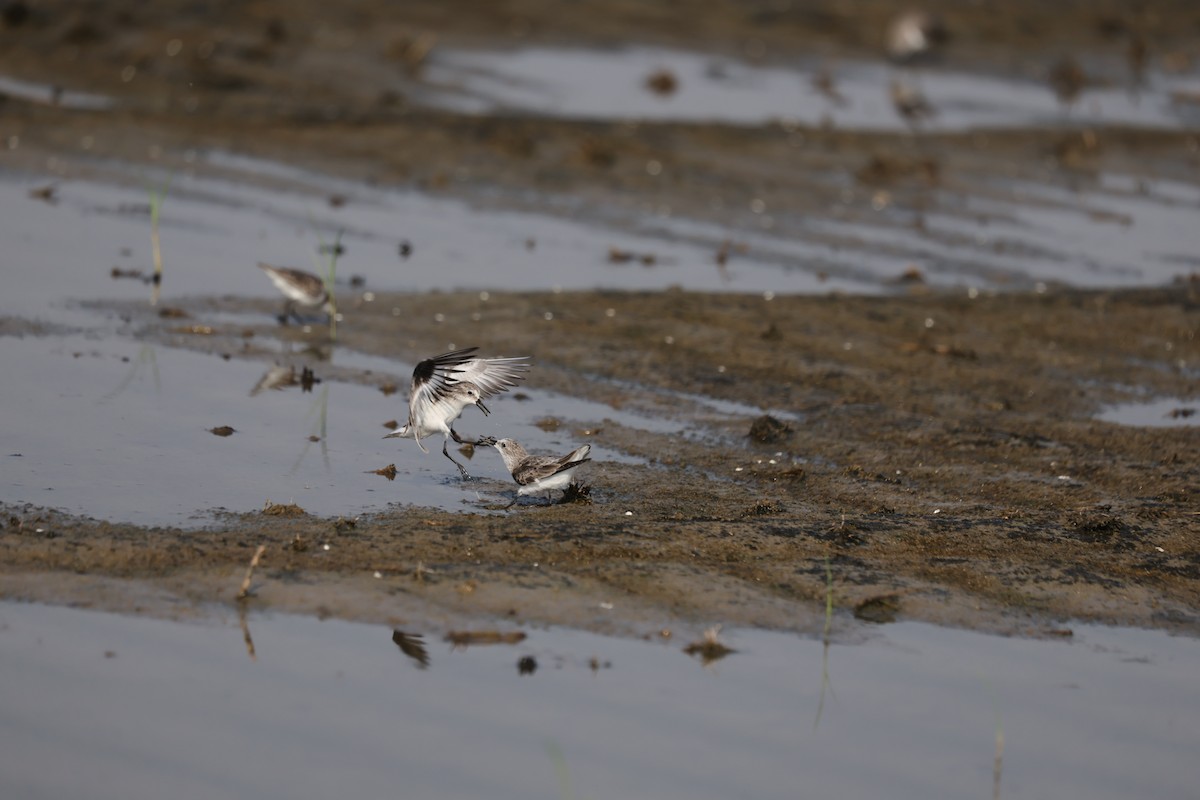 Little Stint - ML644324888