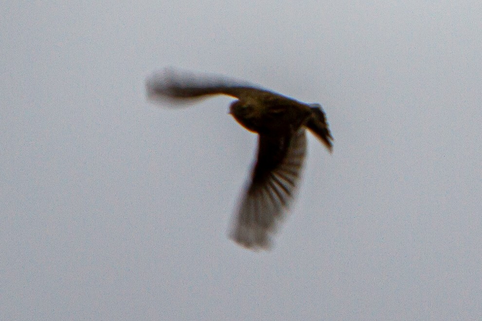 歐亞雲雀 - ML644324890