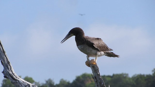 白腹鰹鳥 - ML644324891