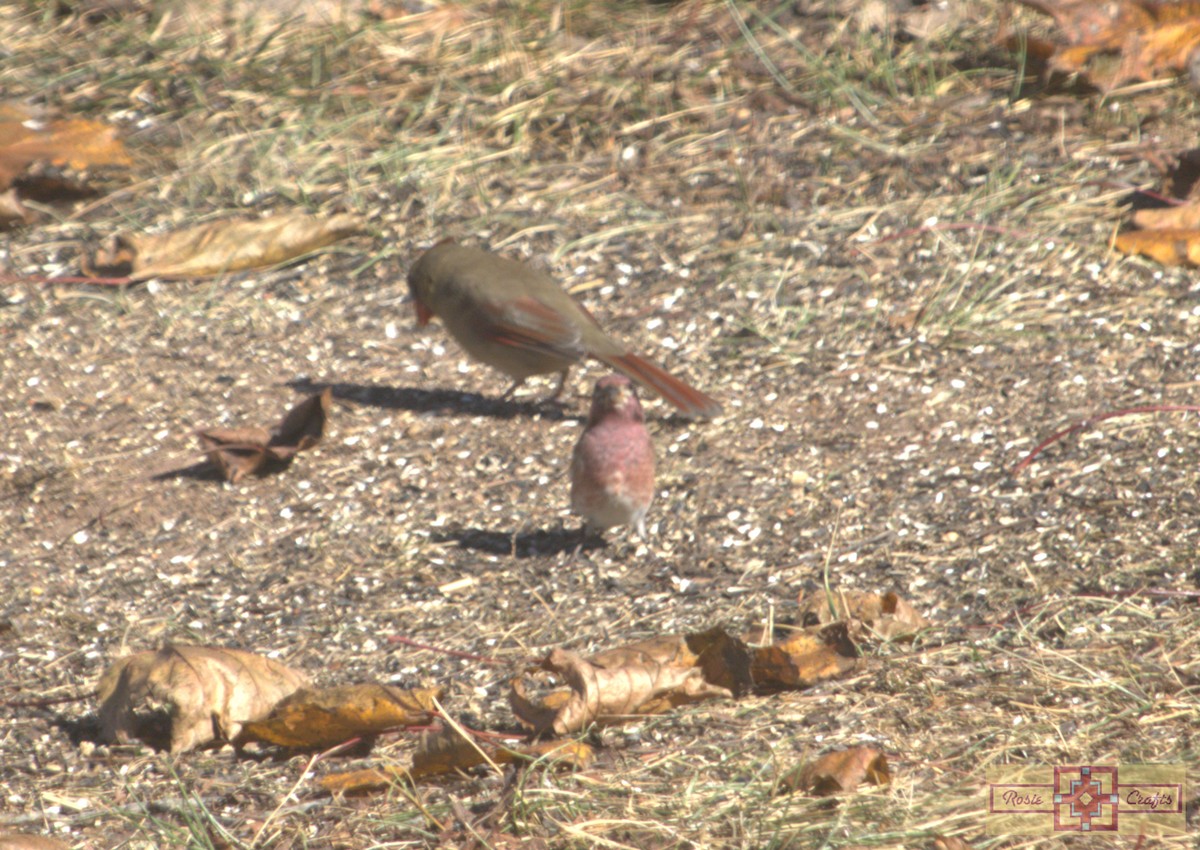 ムラサキマシコ - ML644324892