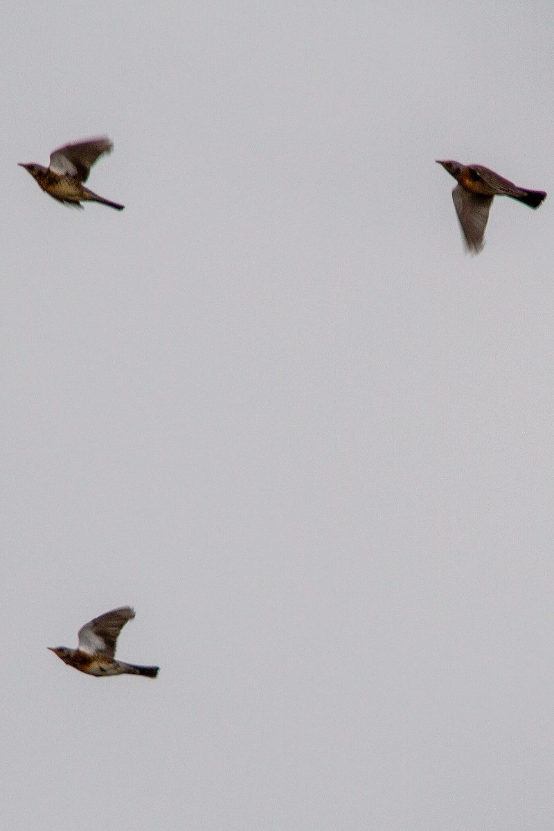 Fieldfare - ML644324894