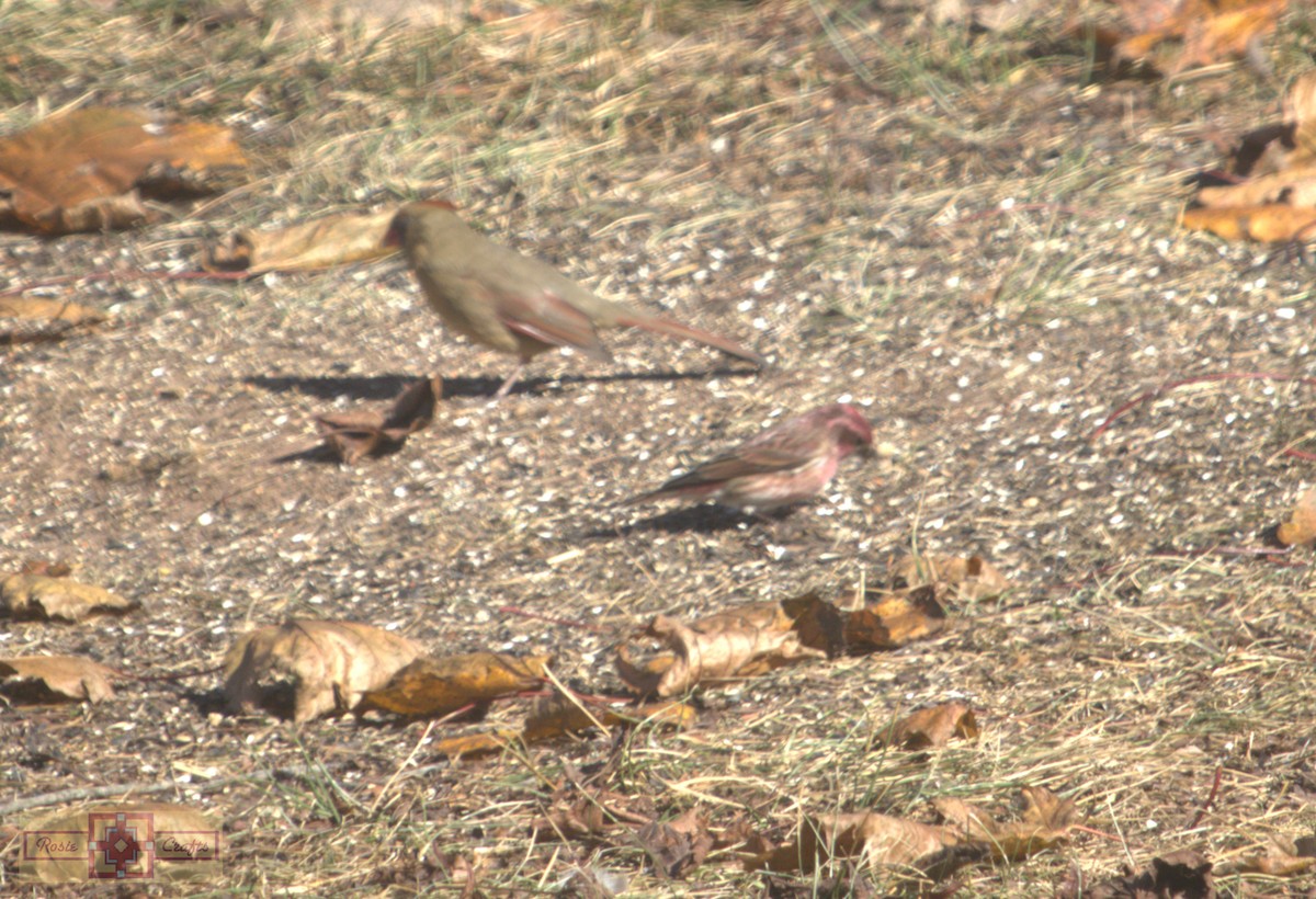 ムラサキマシコ - ML644324895