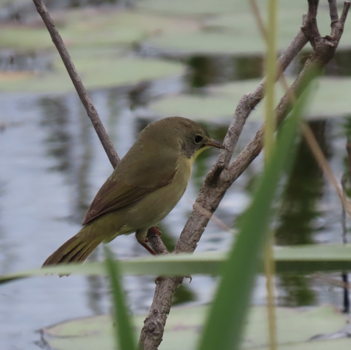 Common Yellowthroat - ML644324899