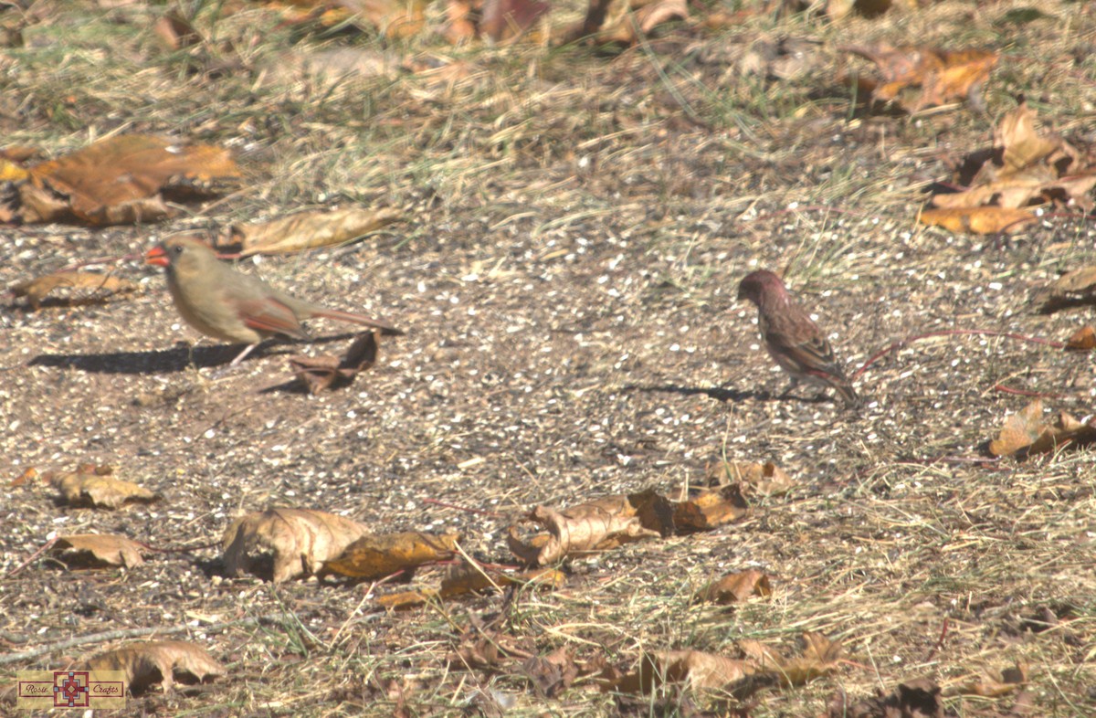 ムラサキマシコ - ML644324900