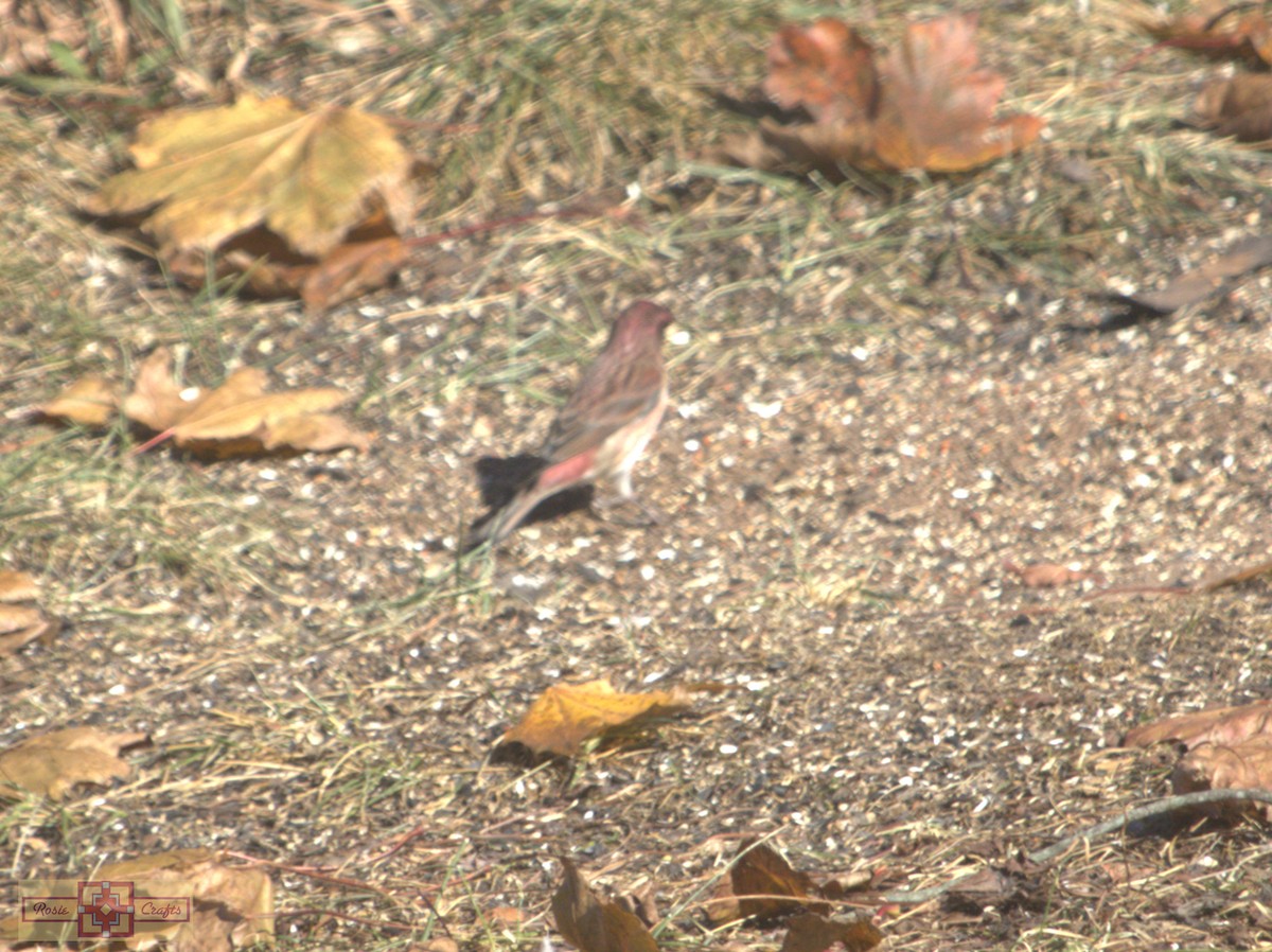 ムラサキマシコ - ML644324904