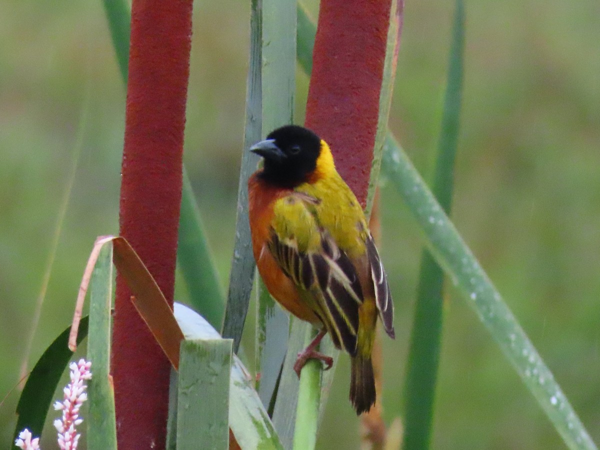 Tejedor Cabecinegro - ML644324905