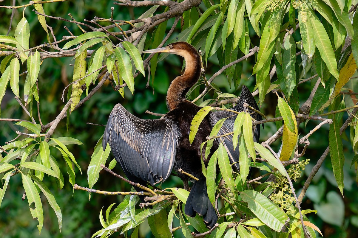 アフリカヘビウ - ML644324915