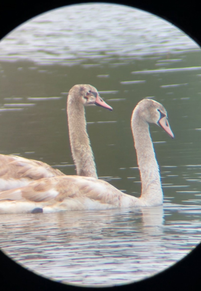 Лебідь-шипун - ML644324916