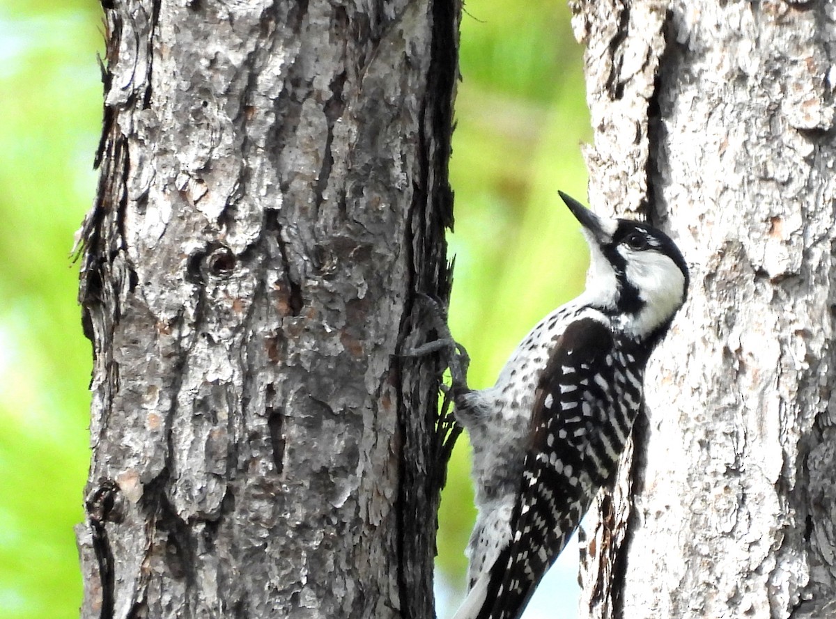 Pic à face blanche - ML644324918