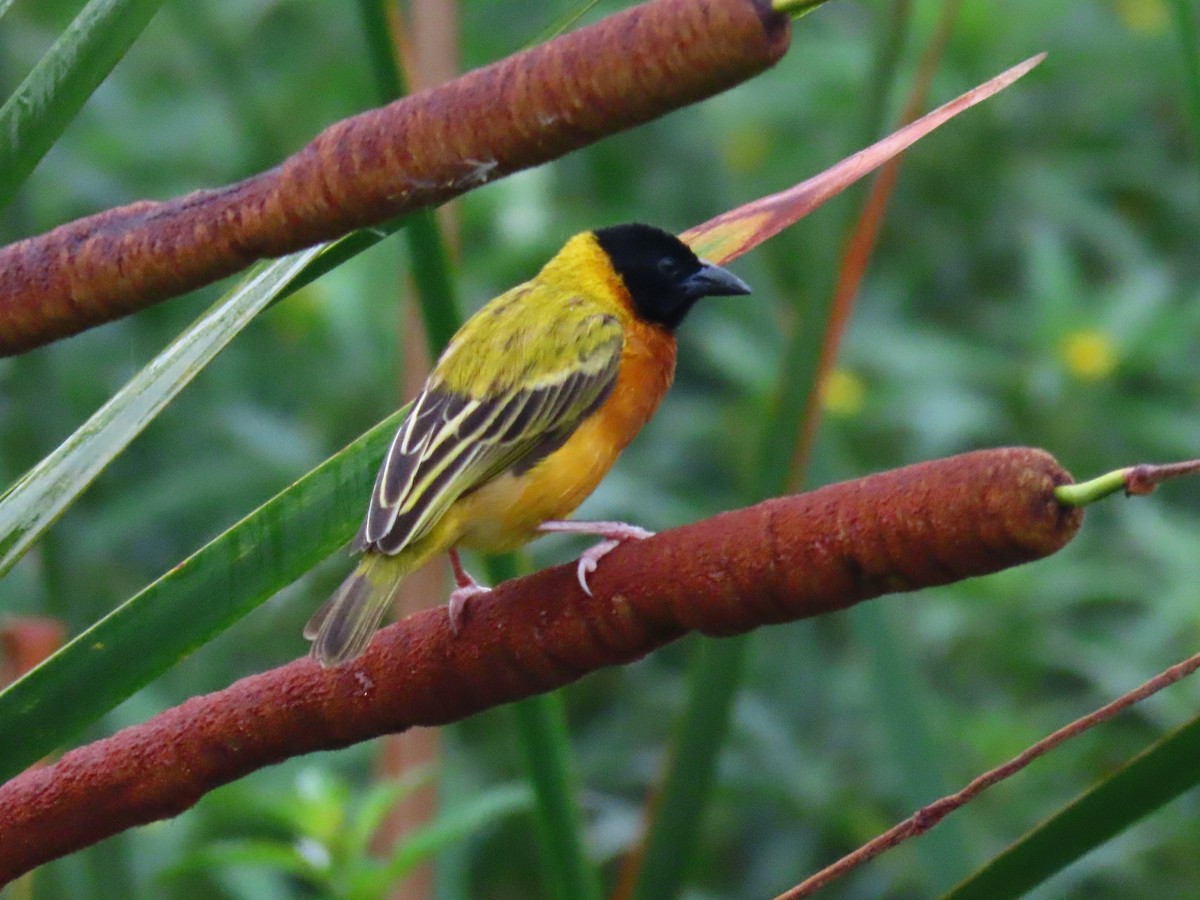 Tejedor Cabecinegro - ML644324924