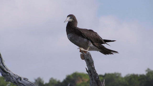 白腹鰹鳥 - ML644324925