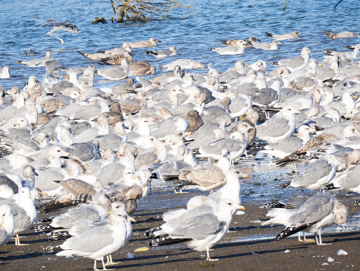 California Gull - ML644324927