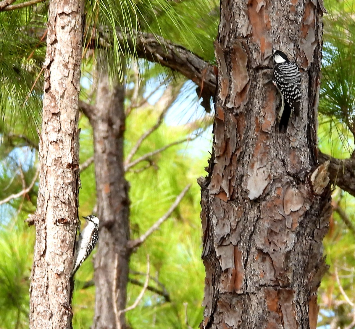 Pic à face blanche - ML644324929