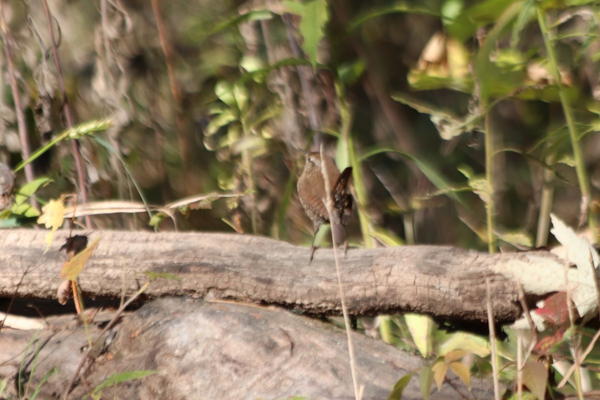 Winter Wren - ML644324941