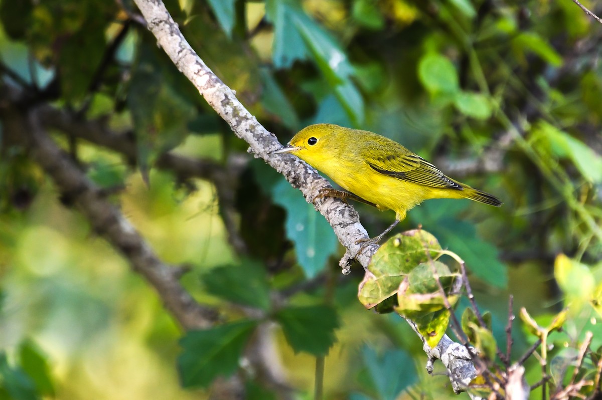 Sarı Ötleğen - ML644324942