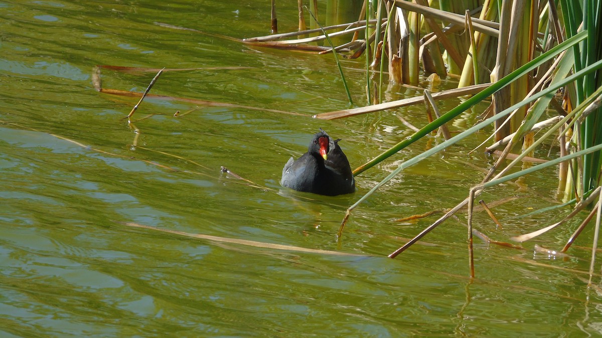 アメリカバン - ML644324948