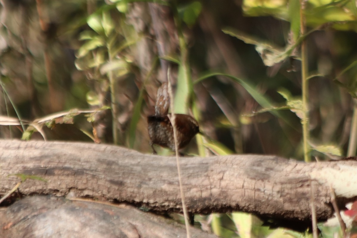 Winter Wren - ML644324962