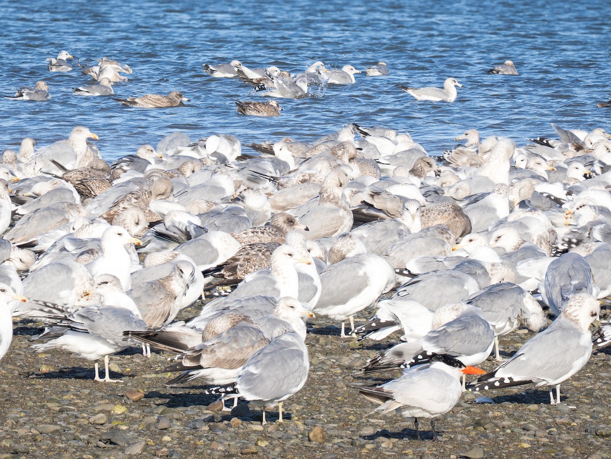 Морин хараалай - ML644324967