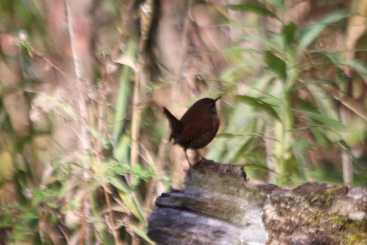 Winter Wren - ML644324969