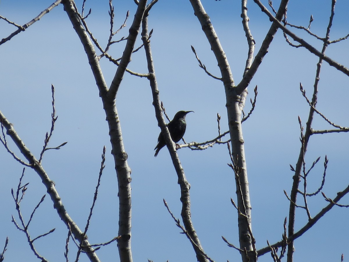 European Starling - ML644324972