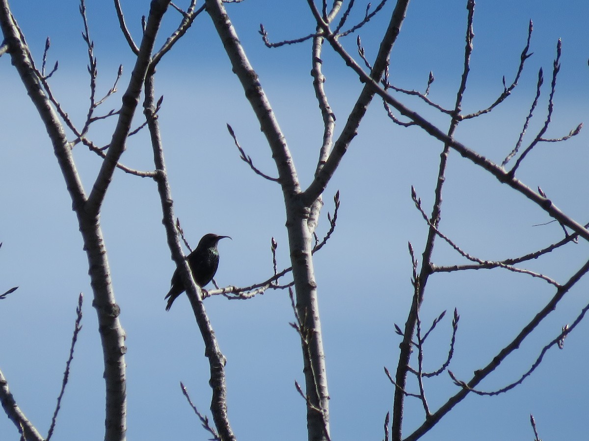 European Starling - ML644324973