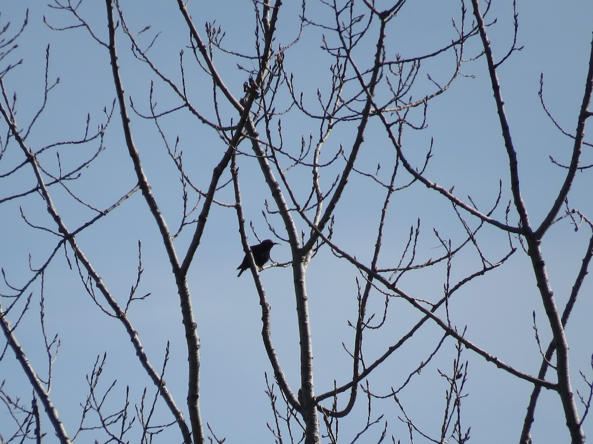 European Starling - ML644324974