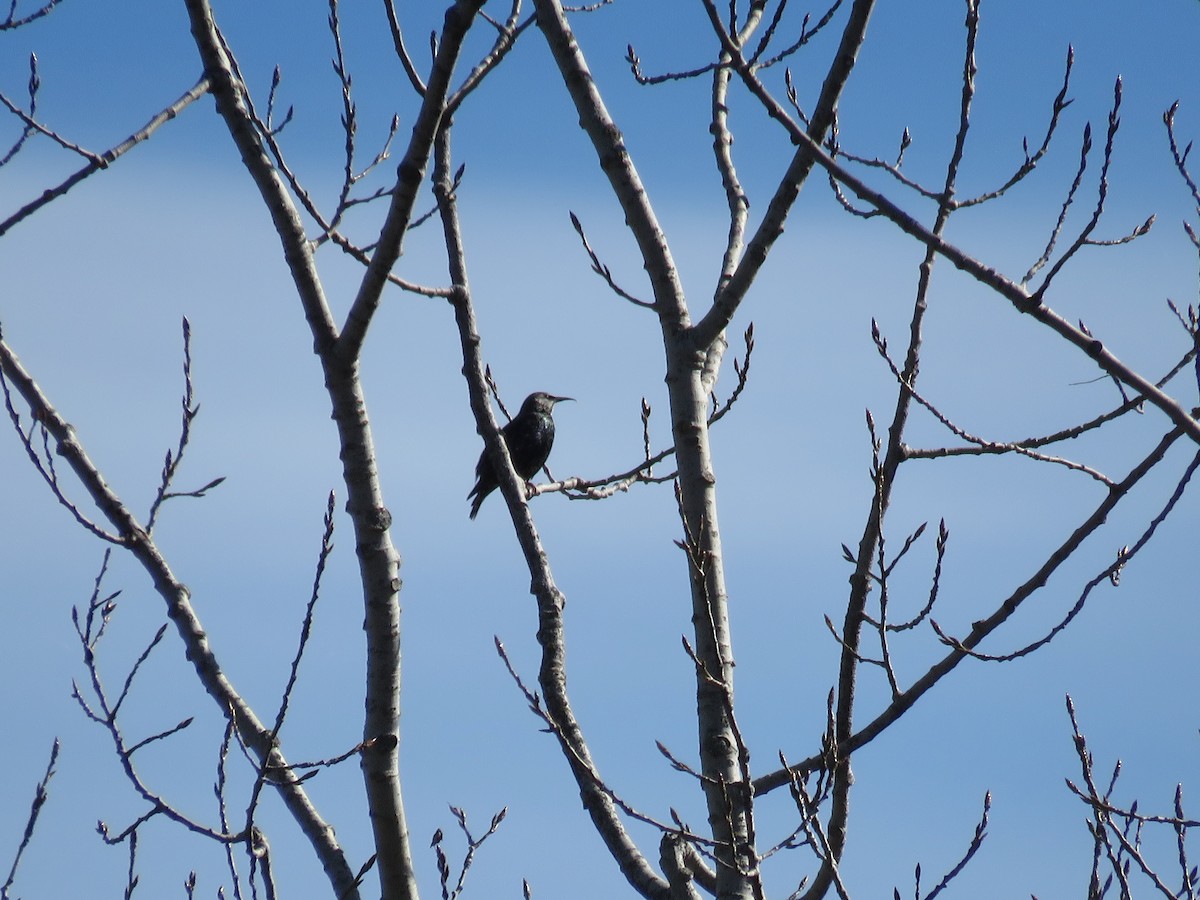 European Starling - ML644324975