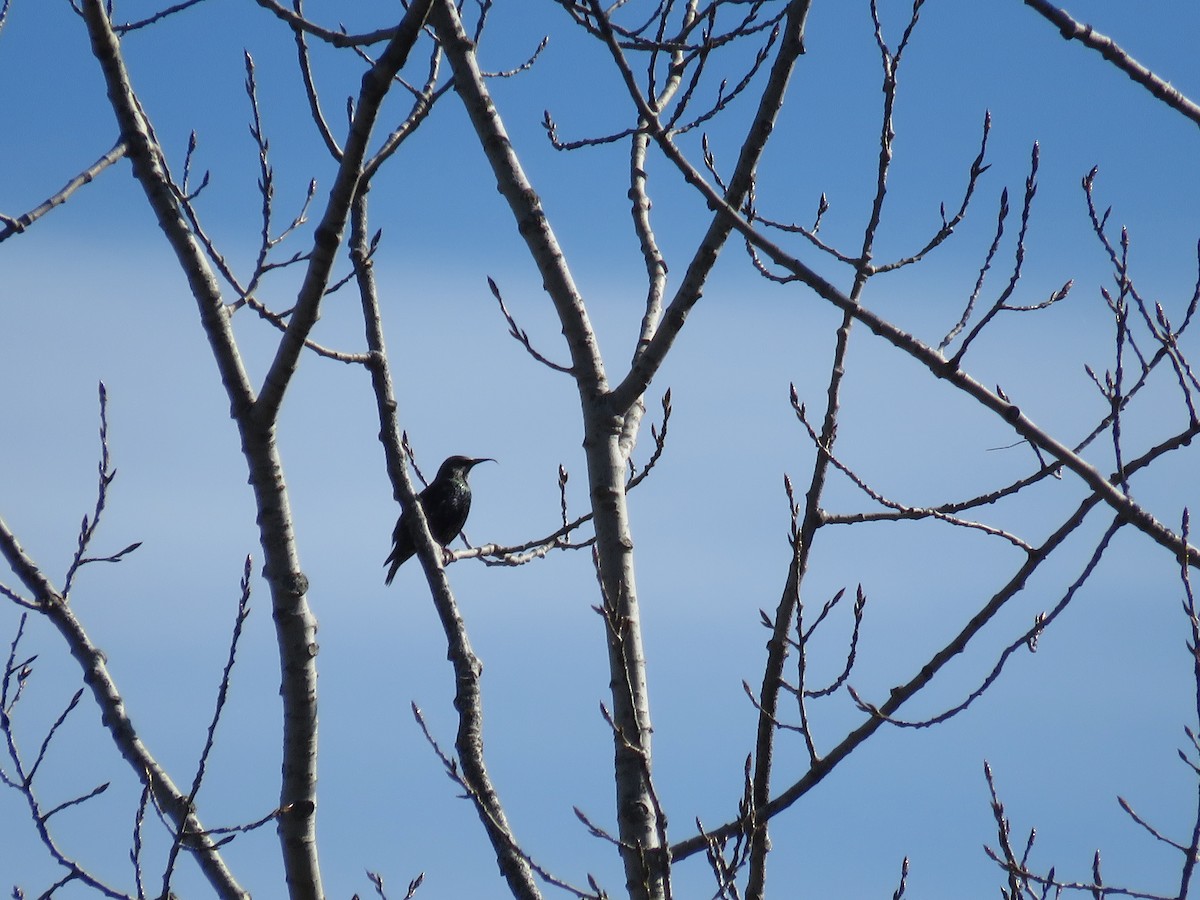 European Starling - ML644324976