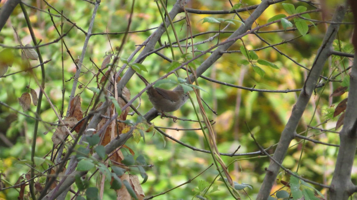 Cetti's Warbler - ML644324981