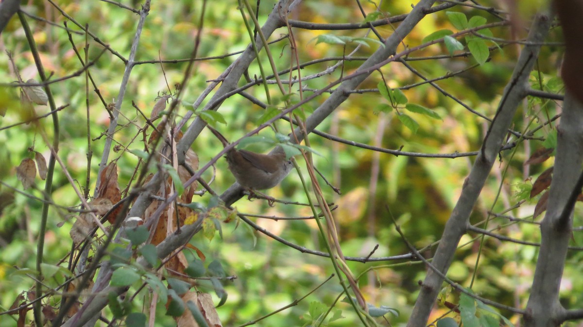 Cetti's Warbler - ML644324982