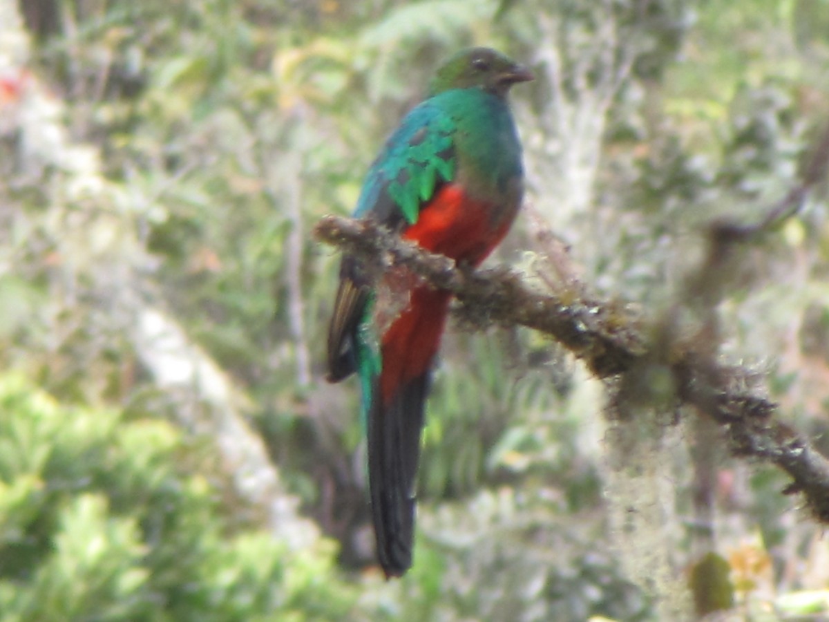 Golden-headed Quetzal - ML644324986