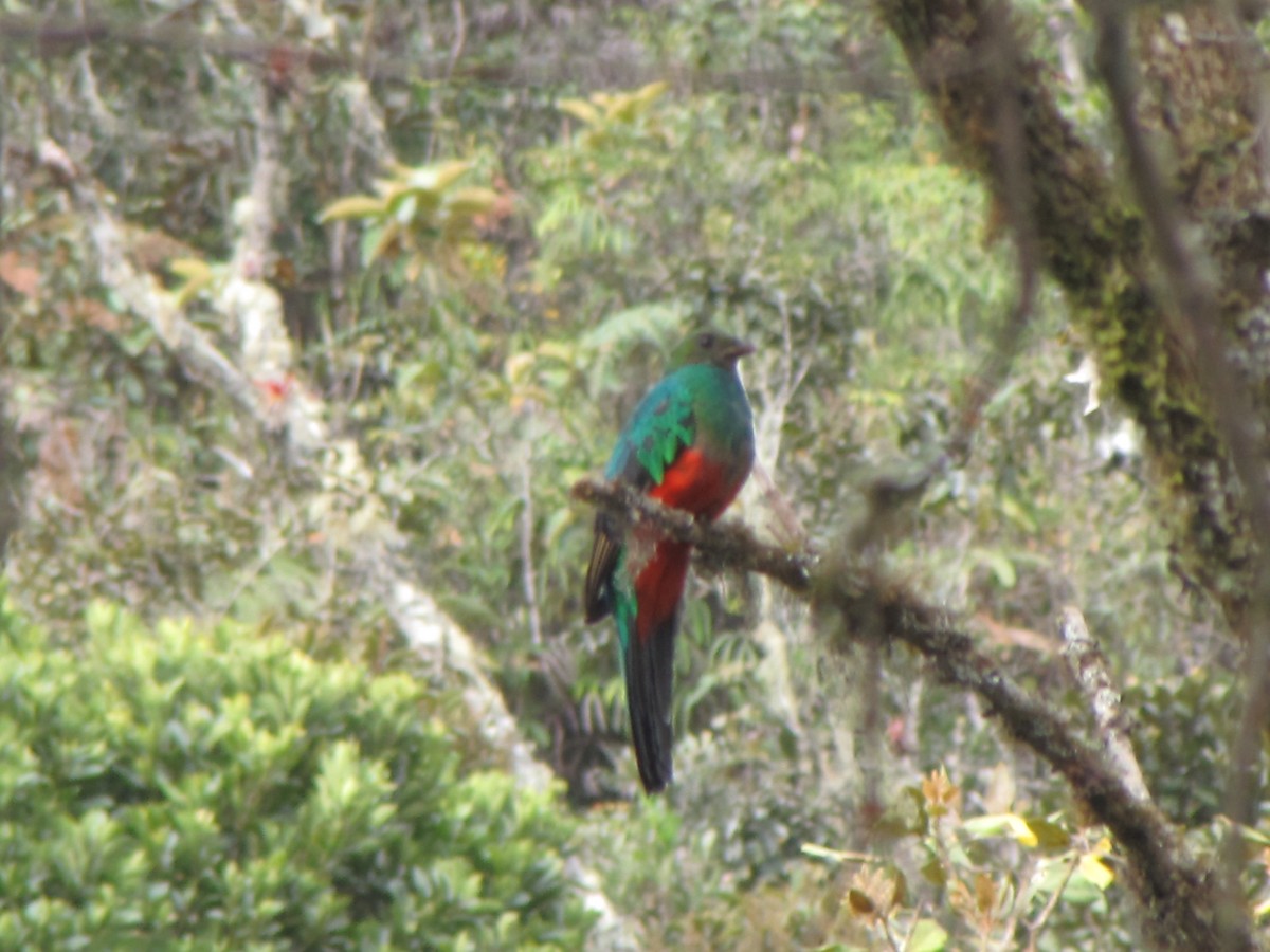 Golden-headed Quetzal - ML644324987