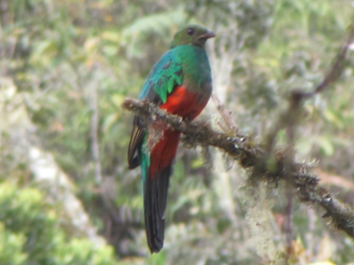 Golden-headed Quetzal - ML644324988