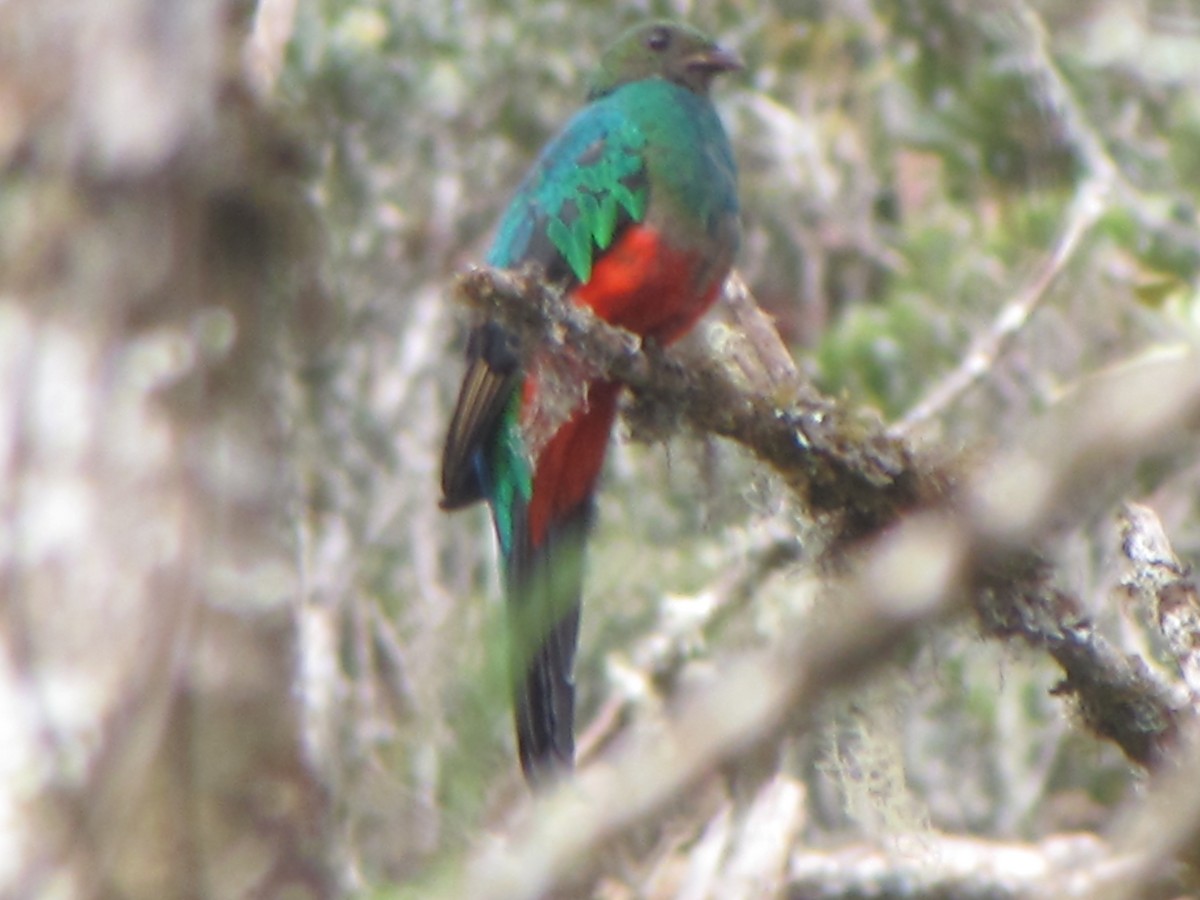 Golden-headed Quetzal - ML644324989
