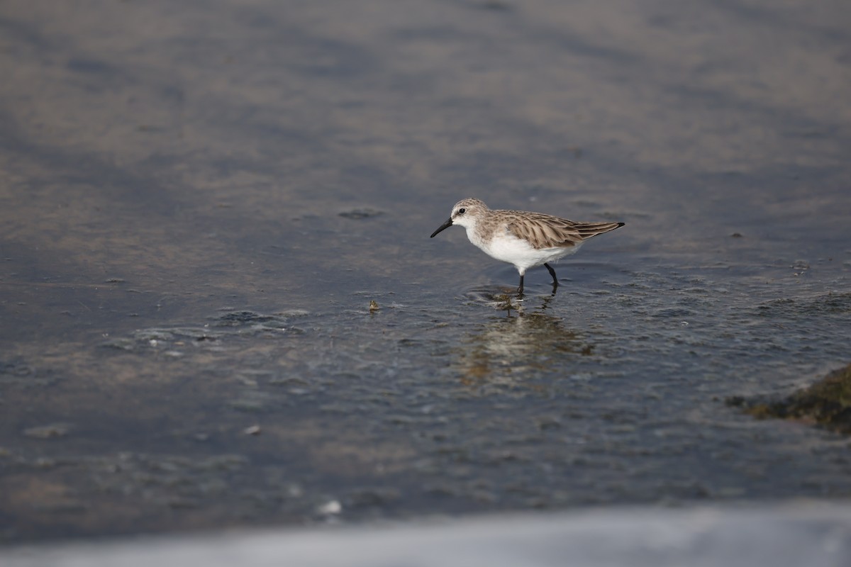 Little Stint - ML644324991