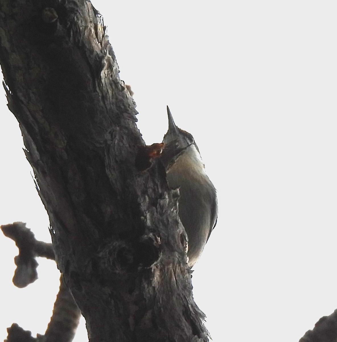 brhlík hnědohlavý - ML644324998