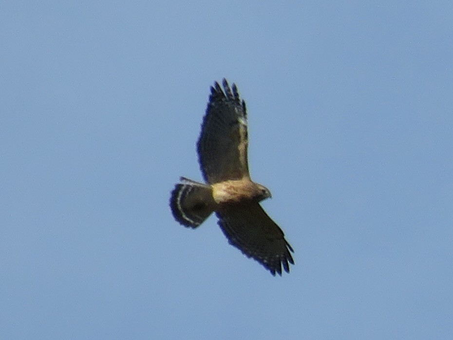 Red-shouldered Hawk - ML644325008